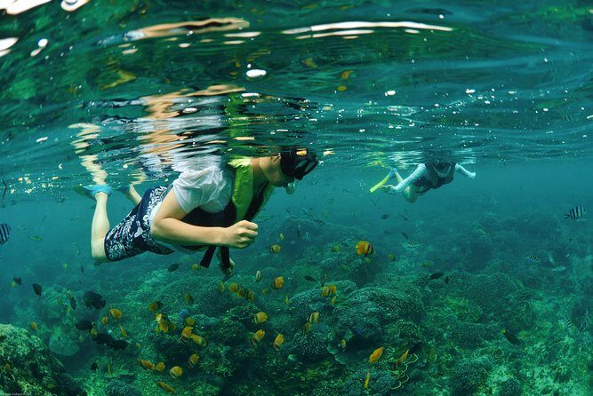 Bali Hai - Reef Cruise - See coral your way: chamber vs snorkel