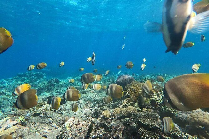 Bali Nusa Penida and Private Snorkeling (Manta Bay, Gamat, Wall) - Nusa Penida in one day: what you’re really buying