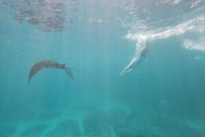 Bali Nusa Penida and Private Snorkeling (Manta Bay, Gamat, Wall) - 6:30 am to the sea: Kuta pickup, Sanur fast-boat, and timing