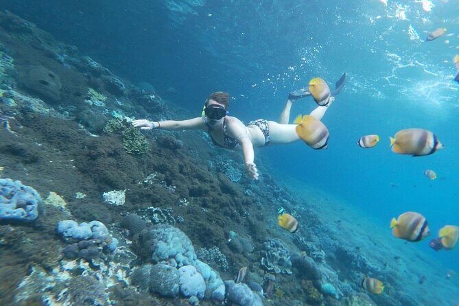 Bali Nusa Penida and Private Snorkeling (Manta Bay, Gamat, Wall) - Should you book this tour or not?