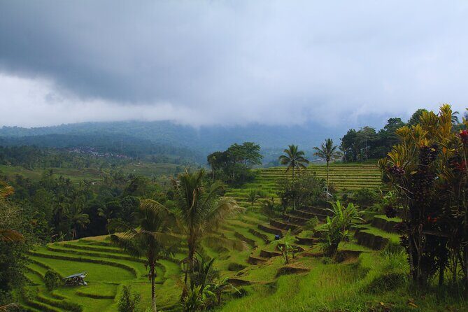 Bali Spiritual: Blessing Ceremony, Pristine Nature and Transfer - Balikaru Farm Life: Rice Planting, Animals, and Stingless Trigona Bees