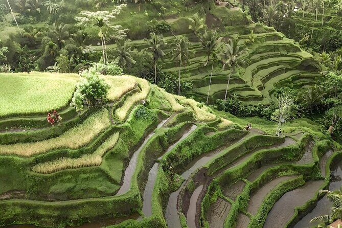 Bali Tour : Best Attractions in Ubud with Rice Terrace - Ubud in one day: temples, terraces, and a waterfall fix
