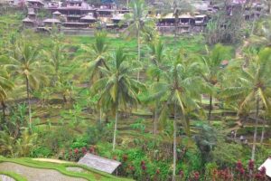 Bali Ubud & Kintamani Volcano Tour -All Inclusive - Sacred Monkey Forest Sanctuary: Classic Ubud, With Real Temple-Style Complexity
