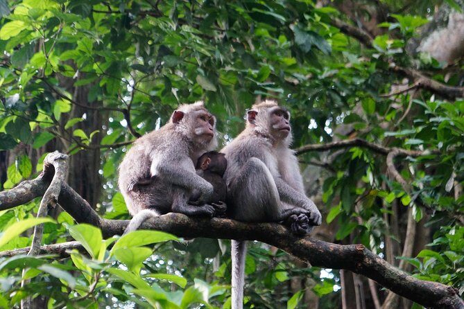 Bali Ubud & Kintamani Volcano Tour -All Inclusive - Tirta Empul Temple: Why This Holy Spring Stop Feels Different