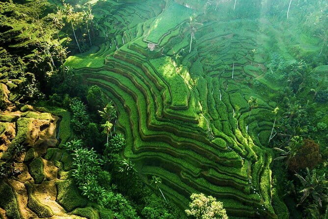 Bali: Ubud (Temple, Spring, Rice Terraces, & Waterfall) - Key Highlights You’ll Care About
