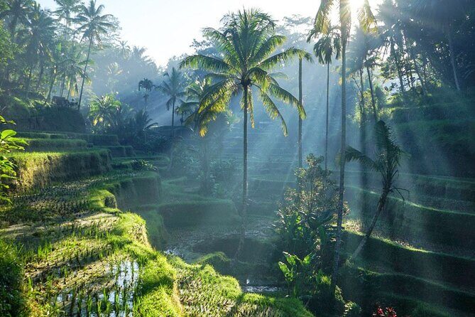 Best of Ubud: Rice Terrace, Temple and Waterfall Private Tour - Key Highlights to Know Before You Go