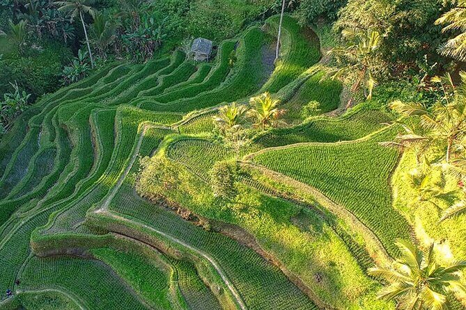 Best of Ubud: Rice Terrace, Temple and Waterfall Private Tour - Spiritual Cave, Canyon Views, and That Jungle Swing Moment