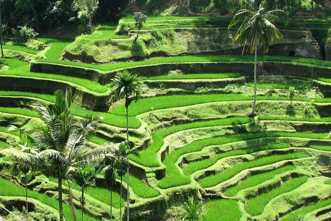Best Of Ubud Tours - Key highlights you should know before you go