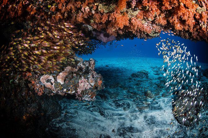 Day Trip certified divers - 3 Dives in Tulamben (pick-up & drop-off included) - Price and Value: What You’re Paying for at $149.80