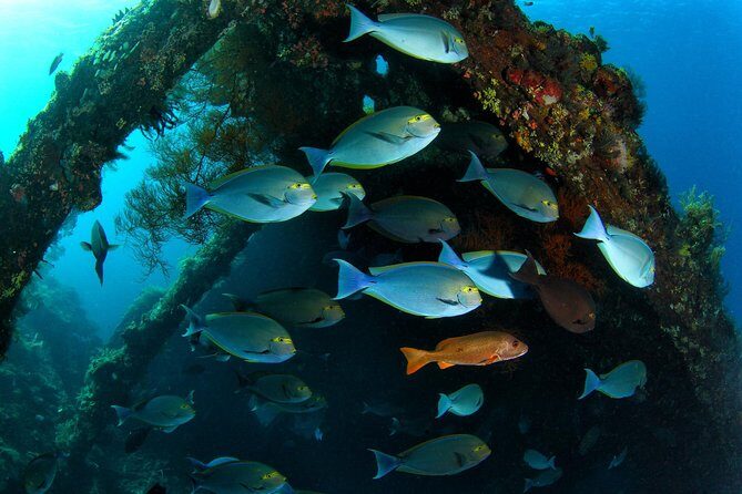 Day Trip certified divers - 3 Dives in Tulamben (pick-up & drop-off included) - Choosing Coral Gardens and Tulamben Drop Off: Variety in One Day