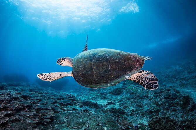 Discover Scuba Diving in Pemuteran - Diving Initiation in Bali (Menjangan Park) - Why Pemuteran and Menjangan are smart for a first scuba day