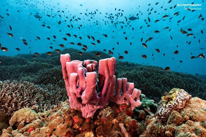 Discover Scuba Diving in Pemuteran - Diving Initiation in Bali (Menjangan Park) - What you’ll see under the surface (and why Menjangan matters)