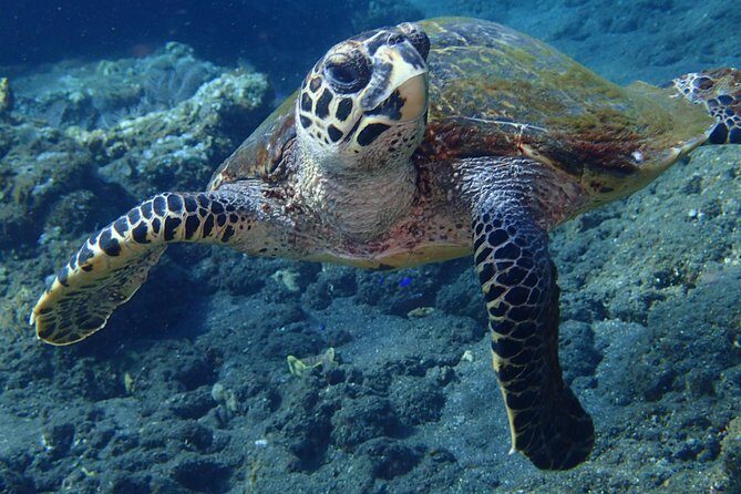 Discover Scuba Diving in Pemuteran - Diving Initiation in Bali (Menjangan Park) - Safety and instruction quality: what the reviews reveal