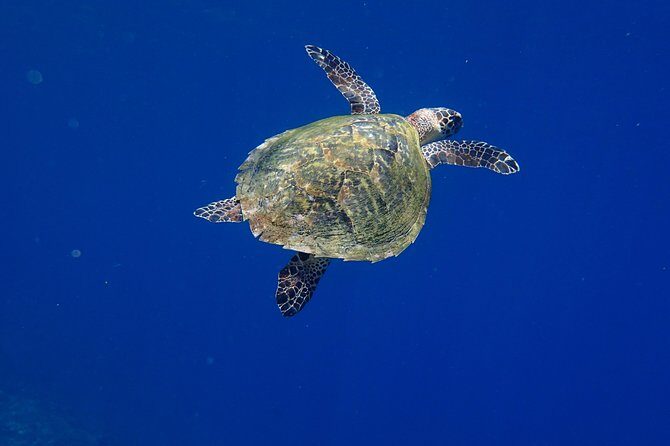 Discover Scuba Diving in Pemuteran - Diving Initiation in Bali (Menjangan Park) - The value of the price: why $110.05 can make sense here