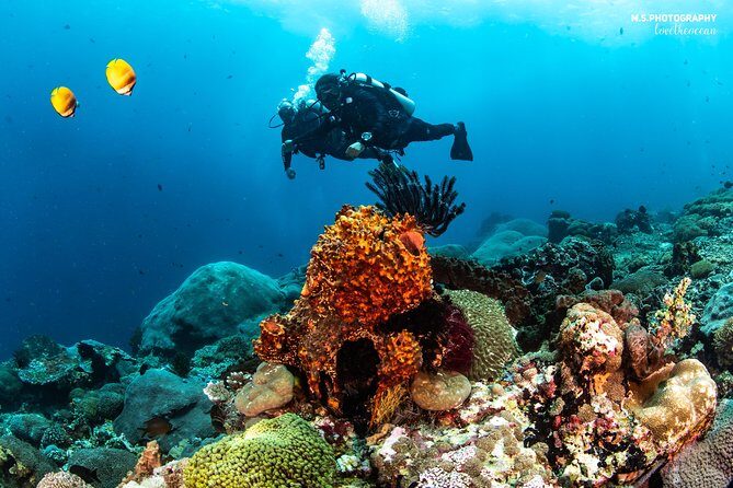 Discover Scuba Diving in Pemuteran - Diving Initiation in Bali (Menjangan Park) - Who should book this scuba initiation (and who might rethink it)