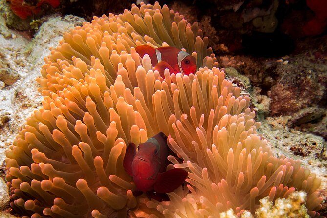 Discover Scuba Diving in Pemuteran - Diving Initiation in Bali (Menjangan Park) - Your gear is included: what you should still check