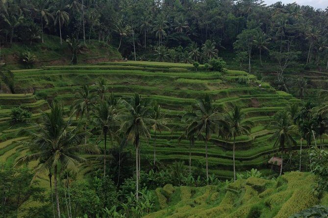 Favorite Sites of Ubud Daytrip - Lumbung Sari House of Coffee: Tea, Coffee, and the Roasting Process
