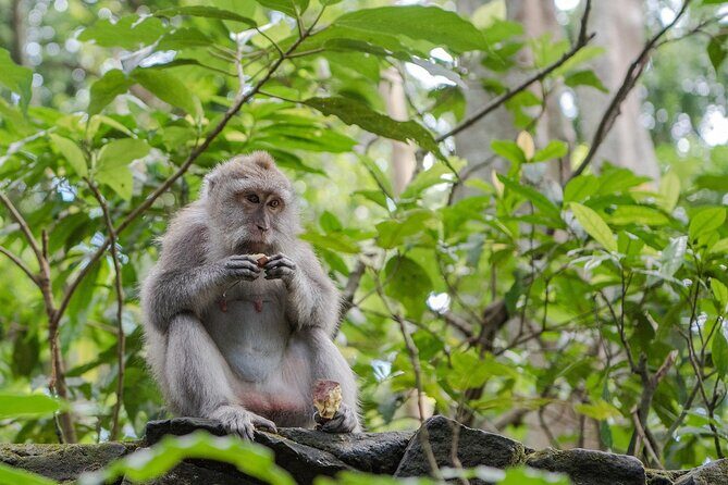 Full-Day Highlights and Best of Ubud Village - Lunch in Ubud Village: Indonesian Food Break That Resets the Day