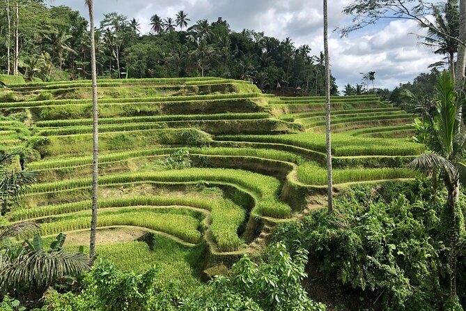 Full-Day Highlights and Best of Ubud Village - Tirta Empul Holy Spring Temple: Watching Cleansing at a Working Sacred Site