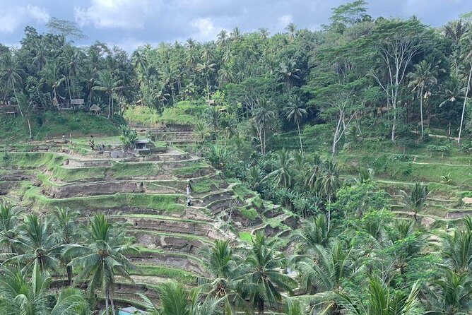 Individual Bali Day Trip with Private Driver and Free WiFi - Central Bali culture: monkey temples, rice terraces, and water rituals