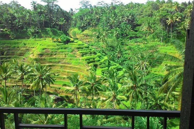 Jungle Trekking at Mt. Batukaru, scenic Waterfall & village life - Coffee Break in the Jungle: A Pause That Feels Like Part of the Hike