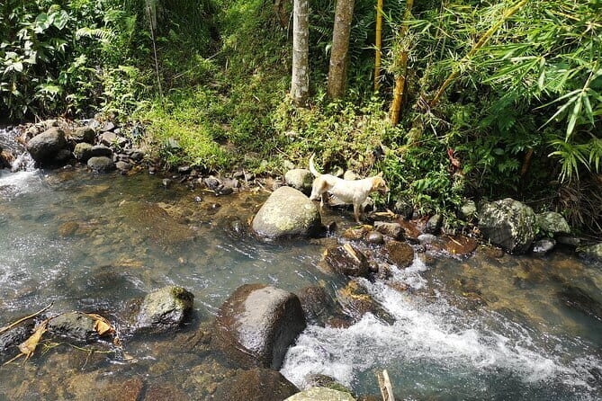 Jungle Trekking at Mt. Batukaru, scenic Waterfall & village life - Balikaru Village Life: Garden Walks and a Family-Run Warung Lunch