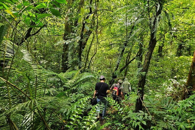 Jungle Trekking at Mt. Batukaru, scenic Waterfall & village life - Getting to the Mountain: Sanur Pickup and Countryside Views