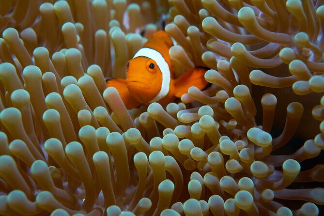Menjangan island snorkeling full day boat trip - Weather matters: what to expect when the sea doesn’t cooperate