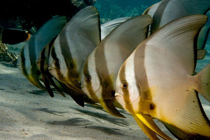Menjangan island snorkeling full day boat trip - From Pemuteran to the island: the day’s timing and pace