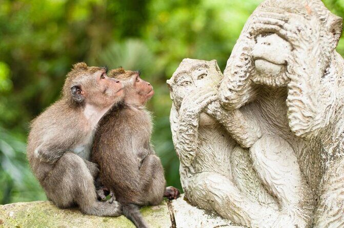 Monkey Forest, Ubud, Waterfall and Rice Terrace - Key things to know before you go
