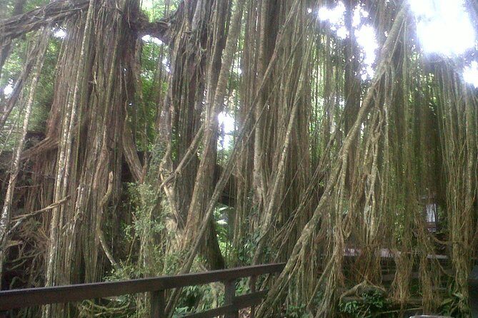 Monkey Forest, Ubud, Waterfall and Rice Terrace - Private Ubud Circuit: What You Really Get for $65