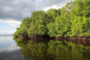 Nusa Lembongan Island: Snorkeling & Mangrove Forest Day Tour - Coral Reef Snorkeling: What You’re Really Paying For