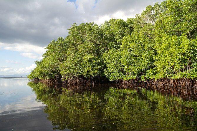 Nusa Lembongan Island: Snorkeling & Mangrove Forest Day Tour - Coral Reef Snorkeling: What You’re Really Paying For