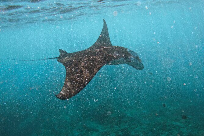 Nusa Penida day trip: boat, 4 snorkeling, Manta rays & Land tour - Key things I’d plan around