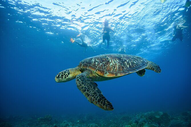 Nusa Penida day trip: boat, 4 snorkeling, Manta rays & Land tour - Manta rays at Manta Point or Manta Bay: what to expect from the big finale