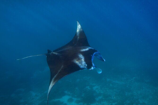 Nusa Penida day trip: boat, 4 snorkeling, Manta rays & Land tour - Guides, safety, and the real-world pace of a small group