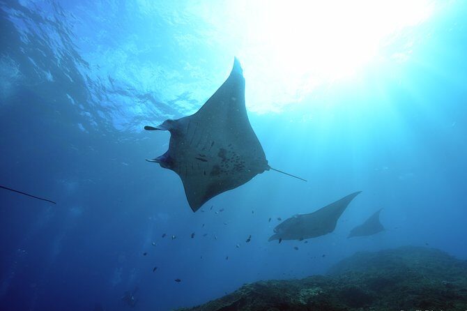 Nusa Penida Day Trip for 3 dives - Key things I’d mark on your mental map