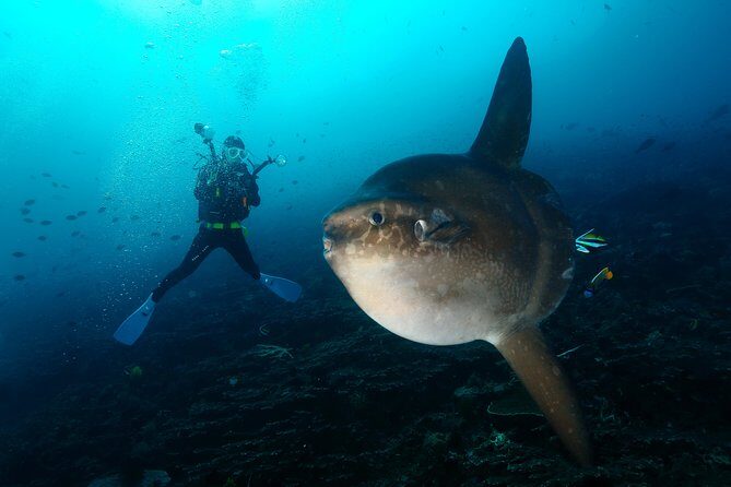 Nusa Penida Day Trip for 3 dives - Why Nusa Penida feels different from other Bali water days