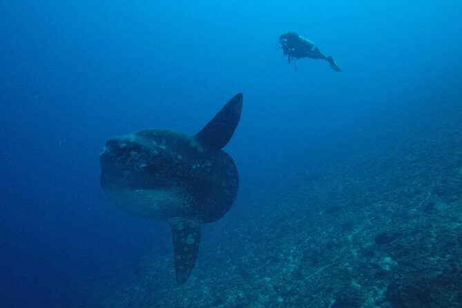 Nusa Penida Day Trip for 3 dives - Boat time to Penida: speedboat, surface breaks, and onboard meals