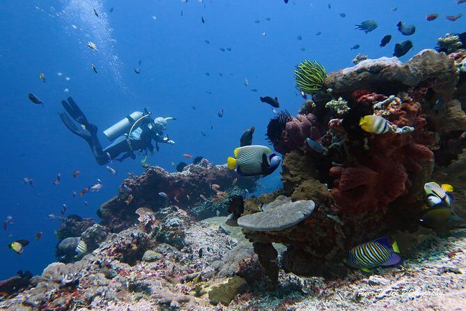 Nusa Penida Day Trip for 3 dives - Your 3 underwater sessions: what “drift conditions” means for you
