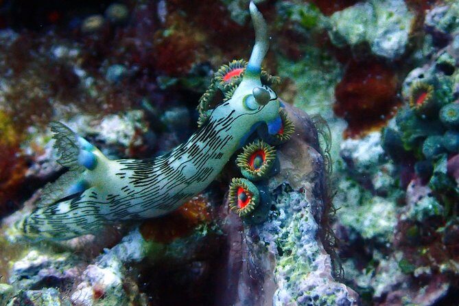 Nusa Penida Day Trip for 3 dives - Nitrox 32%: the practical benefit of those two free tanks