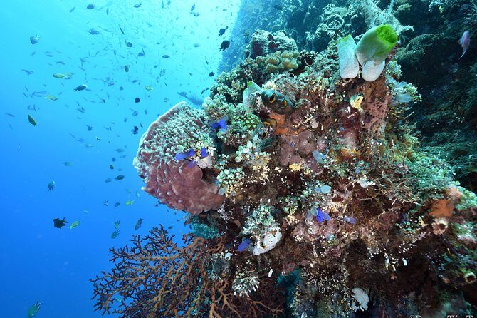 Nusa Penida Day Trip for 3 dives - Gear, tanks, and the one thing you must plan for