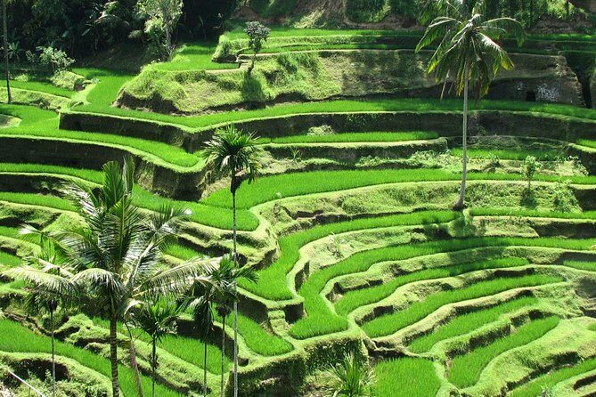 Private Tour: Bali in a Day - What $50 covers: pickup, a private vehicle, and entry tickets