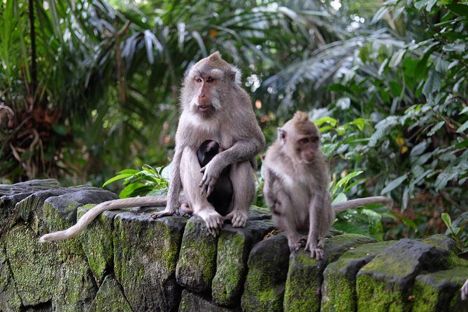 Private Tour: Bali in a Day - Your day’s route: Penglipuran, Kintamani, Tirta Empul, and Tegalalang