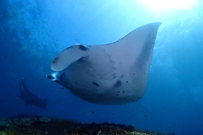 Scuba Diving in Nusa Penida - Manta Point - Sanur to Nusa Penida: the ride, the timing, and why you should care