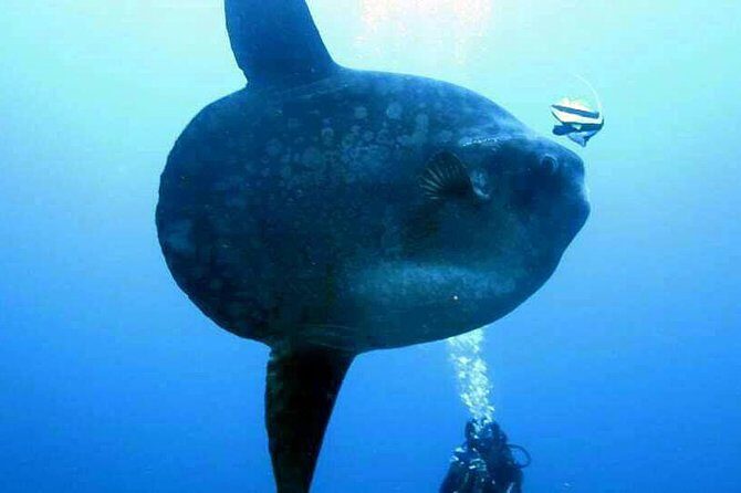 Scuba Diving in Nusa Penida - Manta Point - Who you’ll likely get as your guide: names that show up a lot