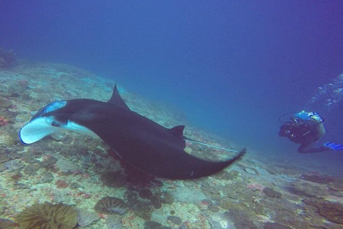 Scuba Diving in Nusa Penida - Manta Point - Neptune’s setup in Sanur: gear checks, pool refresher, and the briefing