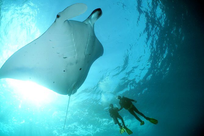 Scuba Diving Nusa Penida Manta Point 3 dives for certified divers - Crystal Bay and other Penida sites: mola-mola season and variety in one plan