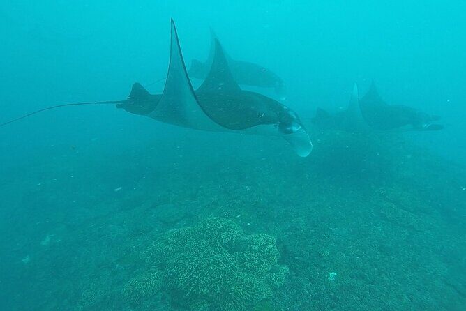 Scuba Diving Nusa Penida Manta Point 3 dives for certified divers - Nusa Lembongan drift-style swim: calmer water goals and healthier coral