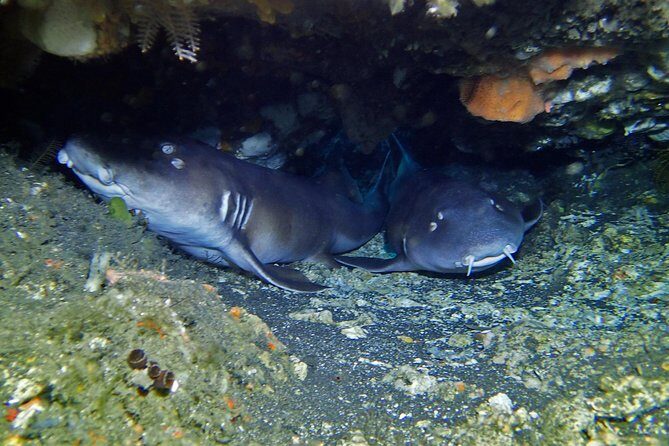 Scuba Diving Nusa Penida Manta Point 3 dives for certified divers - Safety first with PADI staffing: the real value of the four-person leader limit